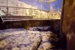 ببینید: برف بازی توله شیرهای دهکده طبیعت قزوین