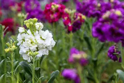 جنب وجوش بهارانه در گلخانه‌ها+عکس‌ها