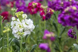 جنب وجوش بهارانه در گلخانه‌ها+عکس‌ها