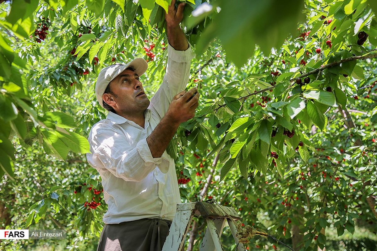 برداشت گیلاس از باغات اشنویه