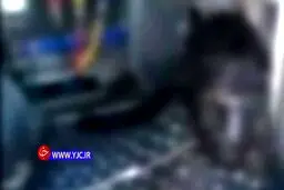 مرگ هولناك سارق كابل برق + ويدئو