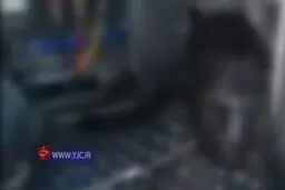 مرگ هولناك سارق كابل برق + ويدئو