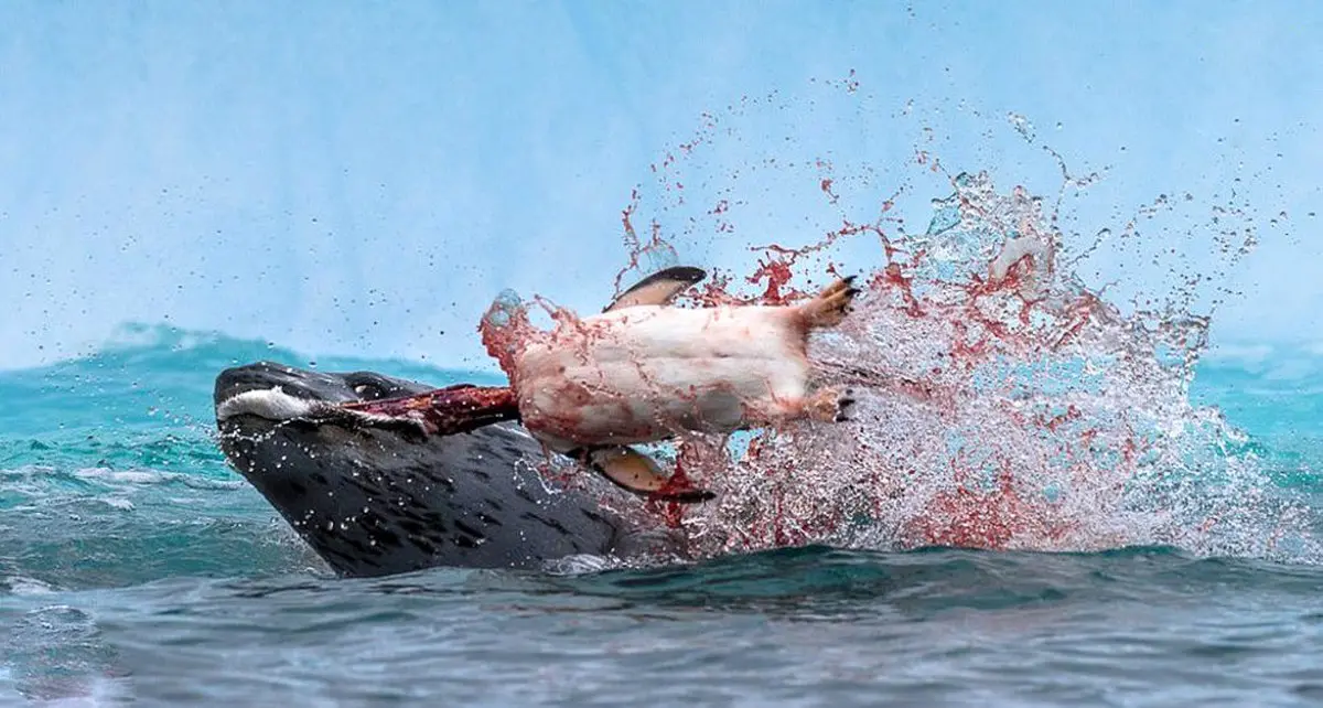 عکس خونین از پنگوئن بی سر