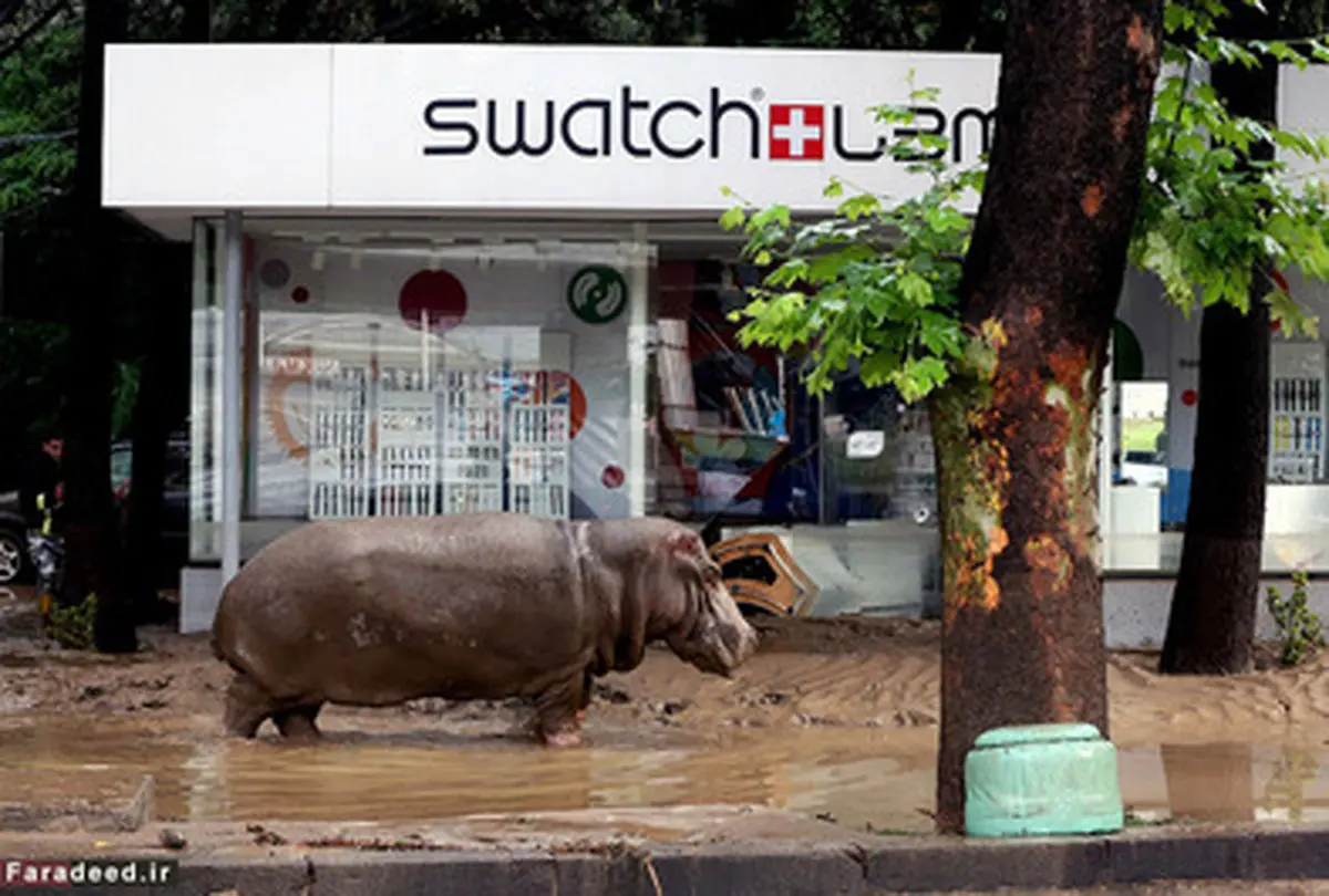 فرار حیوانات باغ‌وحش در تفلیس/تصاویر