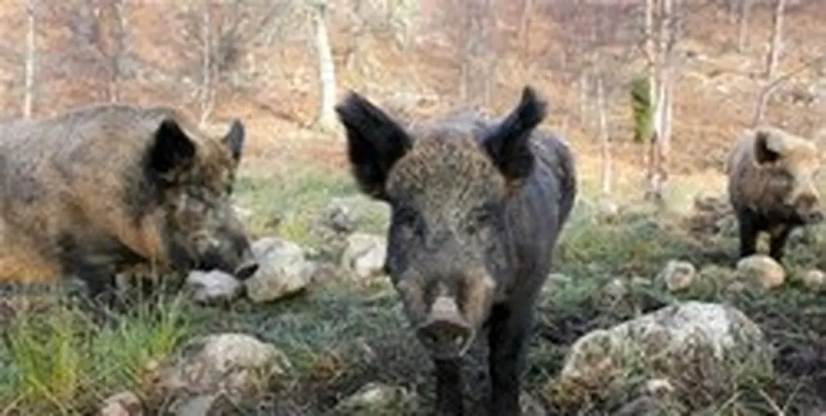 فیلم: ماجرای حمله گرازها به شهر میناب چه بود؟