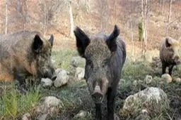 فیلم: ماجرای حمله گرازها به شهر میناب چه بود؟