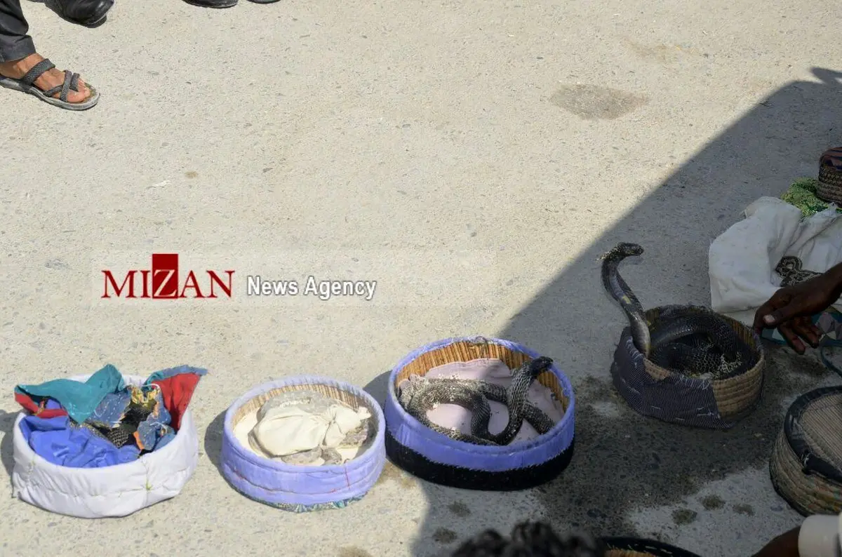 تصویری از باند قاچاق مارهای سمی