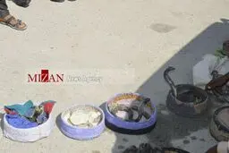 تصویری از باند قاچاق مارهای سمی