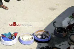 تصویری از باند قاچاق مارهای سمی