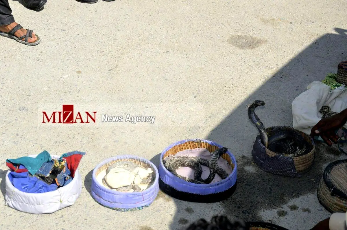 تصویری از باند قاچاق مارهای سمی