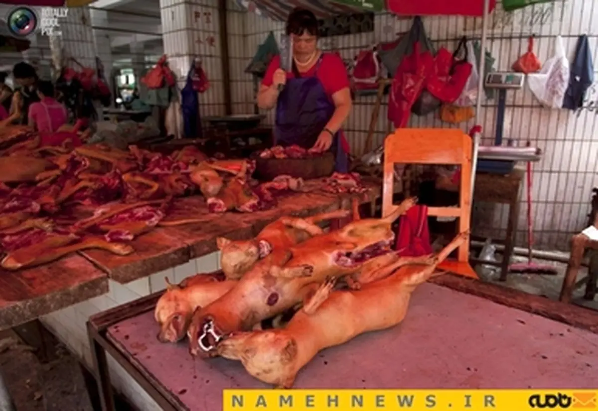 تصاویری از جشن سگ خوری!+16