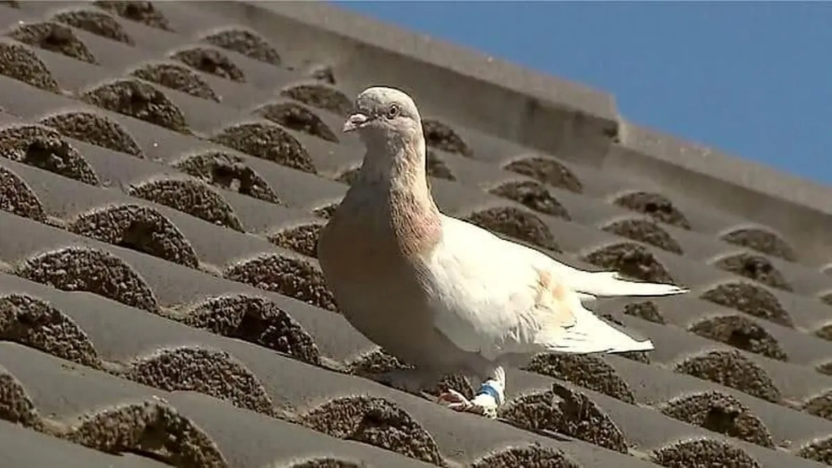 تصویری از کبوتر تقلبی که خود را از آمریکا به استرالیا رسانده بود