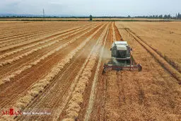 برداشت گندم در مازندران