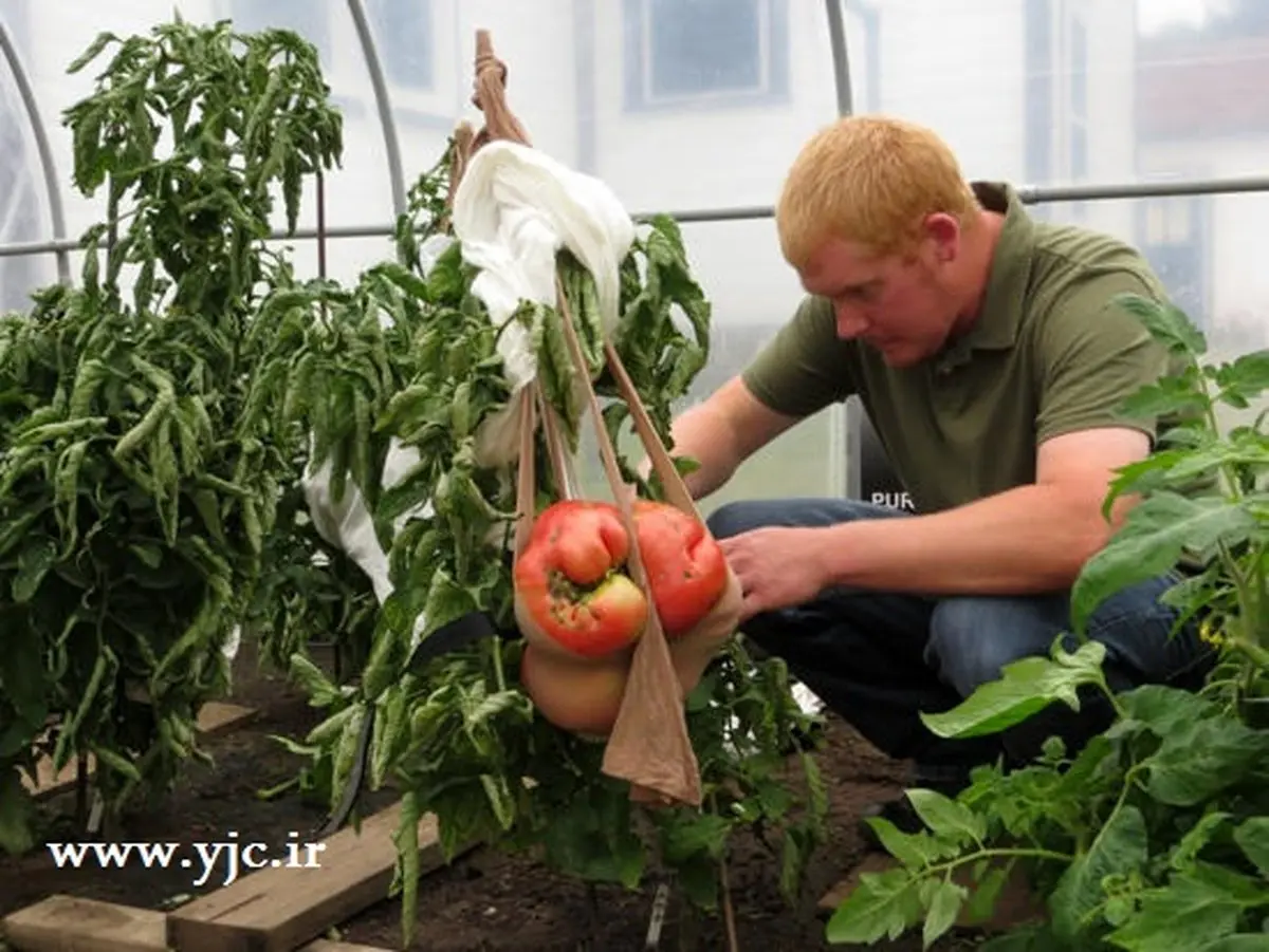 بزرگترین گوجه فرنگی دنیا +عکس