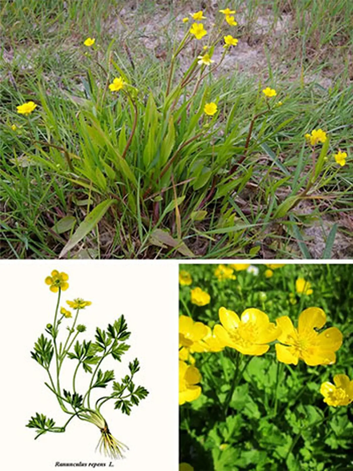 از این گیاهانِ خطرناک فاصله بگیرید+ تصاویر