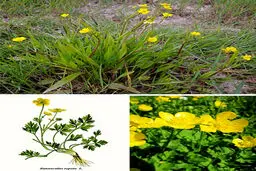 از این گیاهانِ خطرناک فاصله بگیرید+ تصاویر