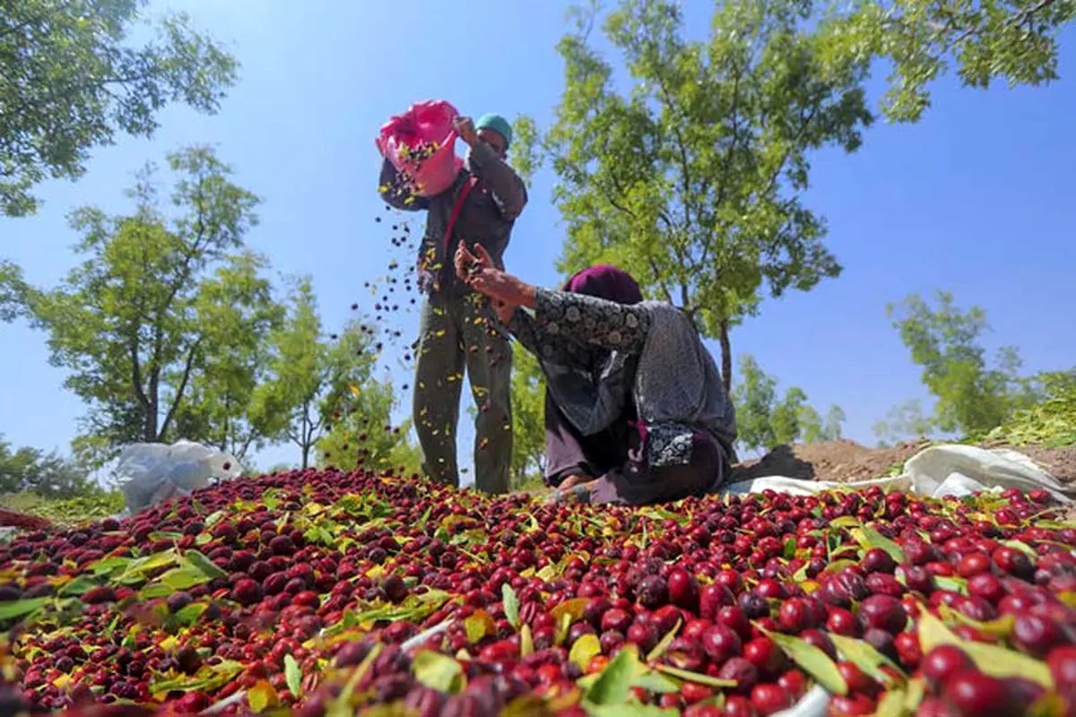 گزارش تصویری از برداشت عناب ددر روستا سیوجان خراسان جنوبی