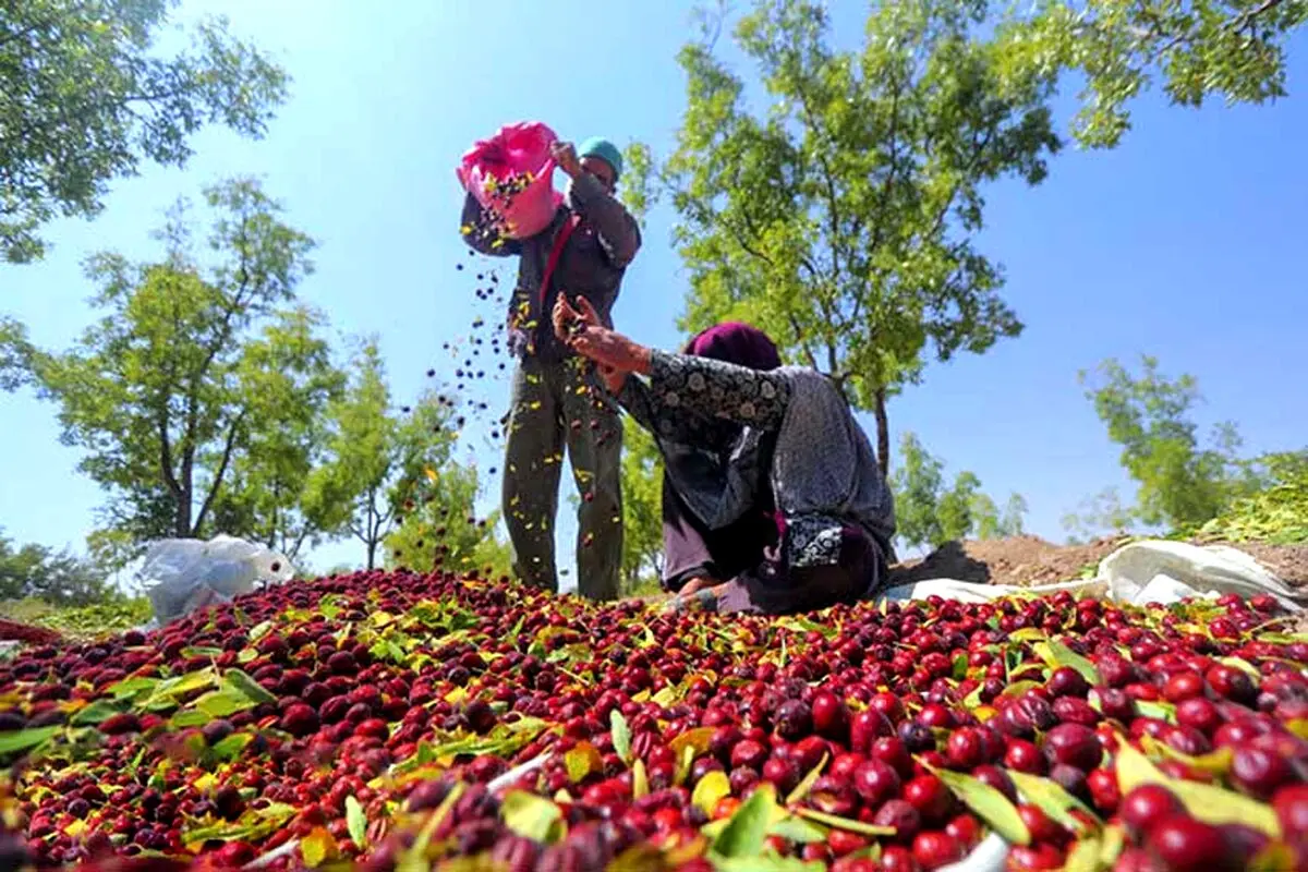 گزارش تصویری از برداشت عناب ددر روستا سیوجان خراسان جنوبی