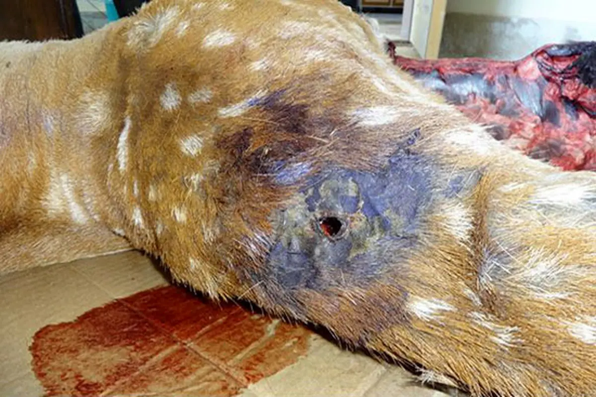 مرگ تاسف‌بار یک گوزن‌ ایرانی دیگر +عکس