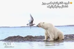 چشم در چشم شدن مرغ دریایی با خرس قطبی/عکس