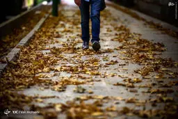 خزان زود هنگام درختان تهران/تصاویر