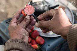 کشاورزان غزه/تصاویر