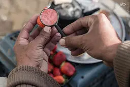 کشاورزان غزه/تصاویر