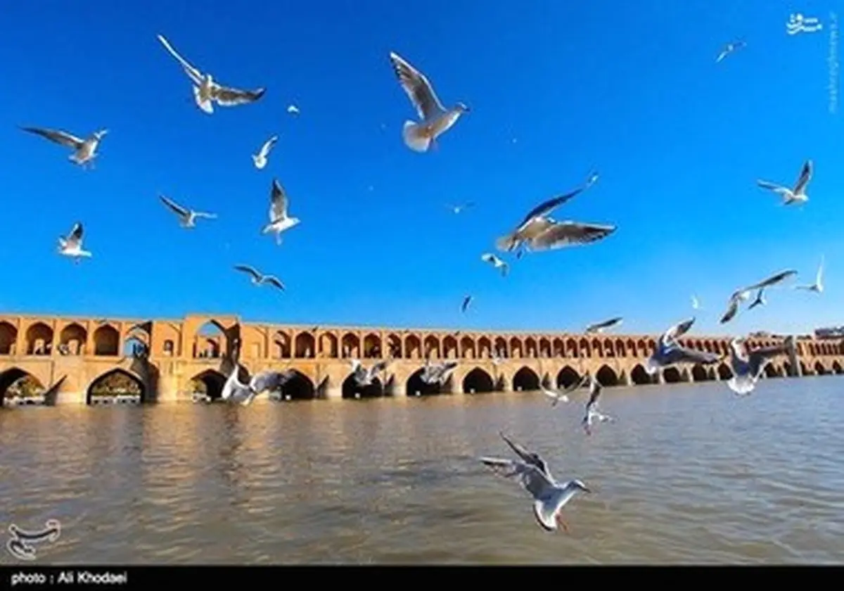 زاینده رود میزبان پرندگان مهاجر / تصاویر