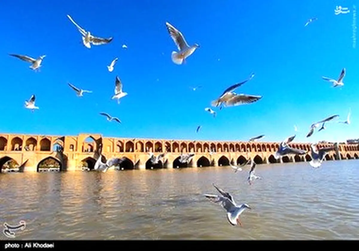 زاینده رود میزبان پرندگان مهاجر / تصاویر