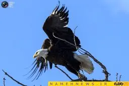 خطری که از بیخ گوش عقاب های آمریکایی گذشت+تصاویر