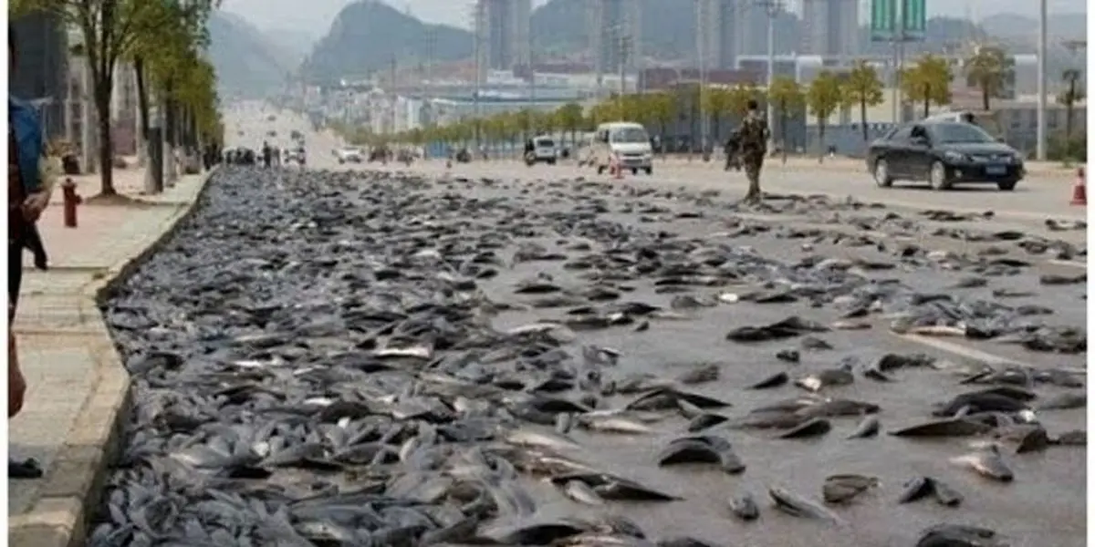 بارش ماهی از آسمان! / تصاویر