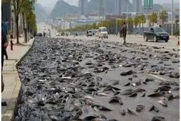 بارش ماهی از آسمان! / تصاویر