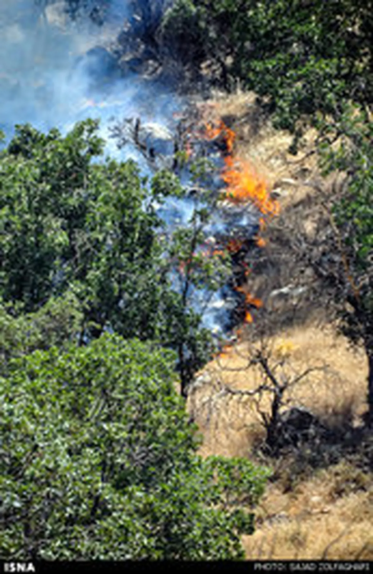 مرگ خاموش جنگل‌های زاگرس در میان شعله های آتش /گزارش تصویری