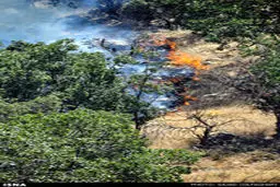 مرگ خاموش جنگل‌های زاگرس در میان شعله های آتش /گزارش تصویری