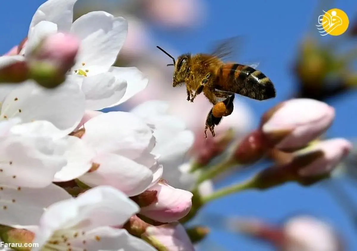 تصاویر دل انگیز از شکوفه‌های رنگارنگ بهار در سراسر جهان