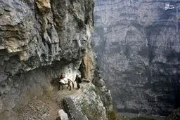 عکس/ اعتماد به الاغ در لبه پرتگاه