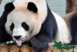عکس/تظاهر پاندا به حاملگی برای دریافت غذای بهتر