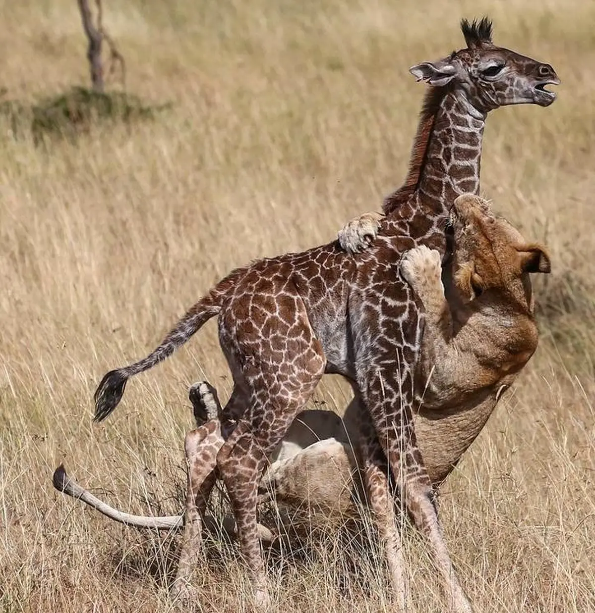 حمله شیرها به زرافه / تصاویر