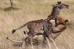 حمله شیرها به زرافه / تصاویر