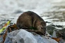 موش‌های آدم‌خوار درتهران صحت ندارند