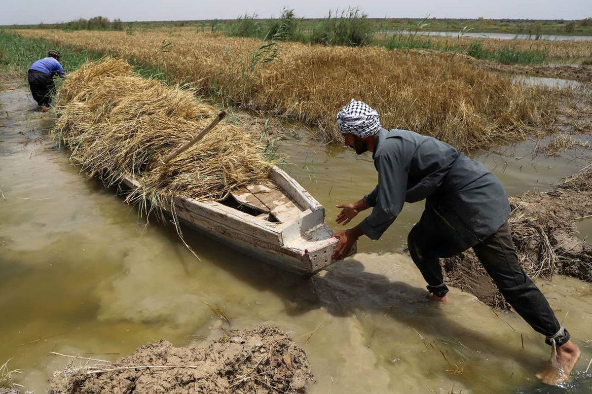 تصاویر/ برداشت گندم از مزارع زیر آب رفته شادگان