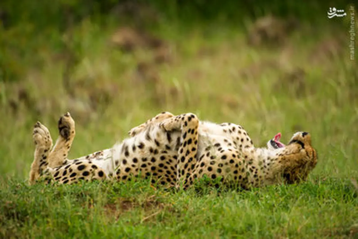 ژِست گرفتن حیوانات مقابل لنز عکاسان/تصاویر