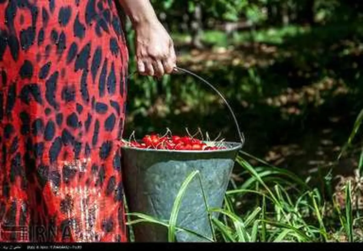 برداشت گیلاس در سنندج/ تصاویر