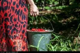 برداشت گیلاس در سنندج/ تصاویر