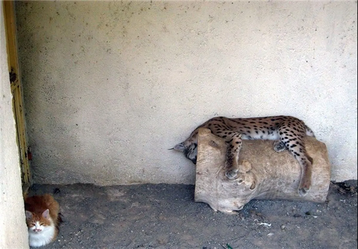 وضیت وخیم حیوانات باغ‌وحش تبریز/تصاویر