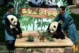 تصاویر دیدنی از جشن تولد پانداهای چینی