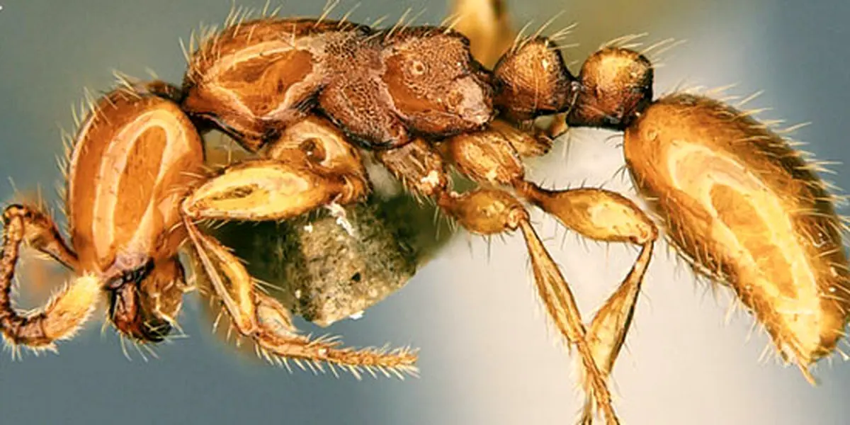 عجیب ترین مورچه جهان با ظاهری شبیه دایناسور+تصاویر