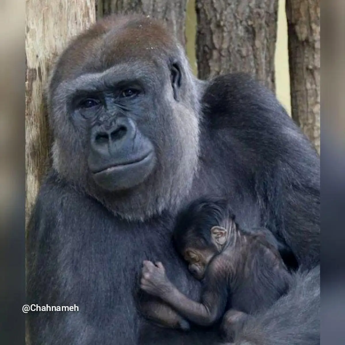 اولین بچه گوریل در باغ‌وحش برلین بعد از ۱۶ سال متولد شد+عکس