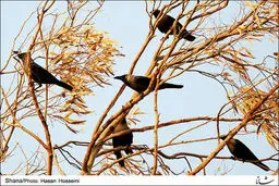 کلاغ های زیبای جزیره/تصاویر