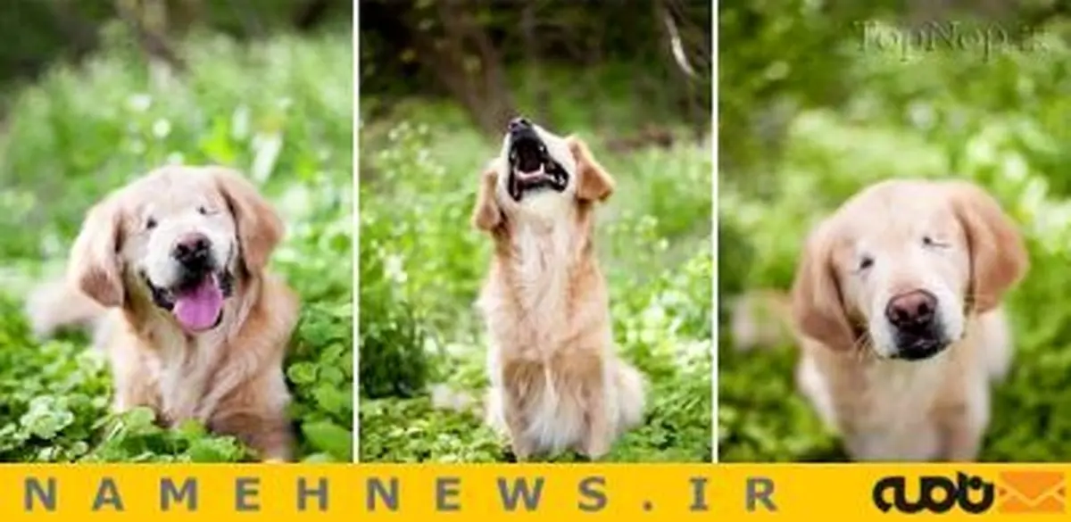 سگ نابینا خوشروترین حیوان شهر!+تصاویر